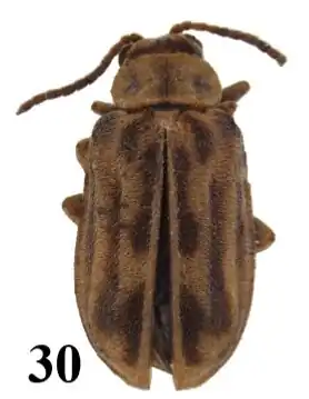 Yingaresca fuscomaculata