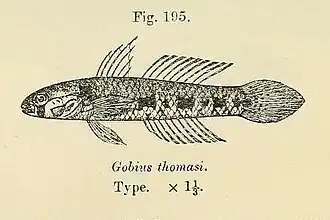Yongeichthys thomasi