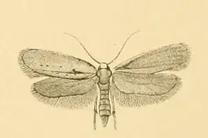 Yponomeuta gigas