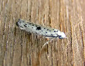 Yponomeuta plumbella