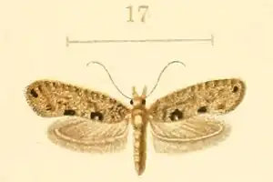 Ypsolopha minotaurella
