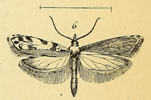 Ypsolopha semitessella