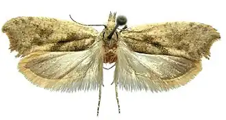 Ypsolopha straminella