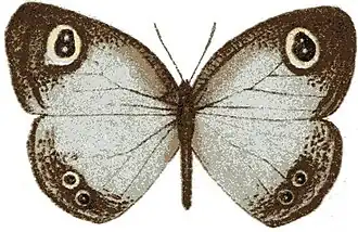 Ypthima albida