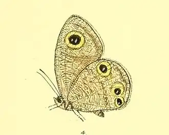 Ypthima watsoni