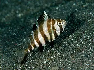 Cheilodactylus quadricornis