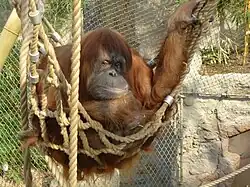 Sumatraanse orang-oetan in de tropenhal