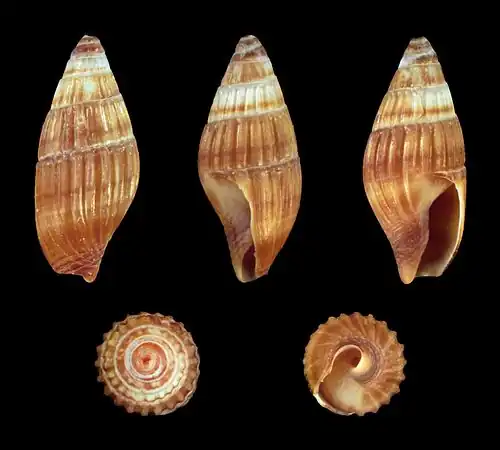 Zafra pumila forma minuscula(donker)