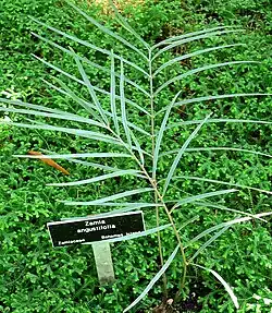 Zamia angustifolia