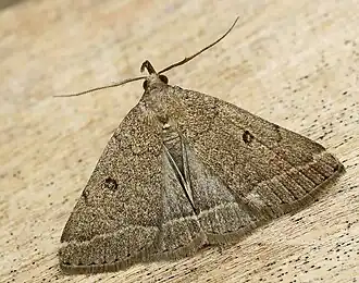 Zanclognatha zelleralis