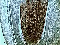 Lengtedoorsnede van een maïskorrel