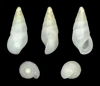 Zebina paivensis