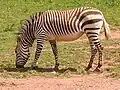 Hartmanns bergzebra