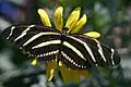 Heliconius charitoniusZebravlinder