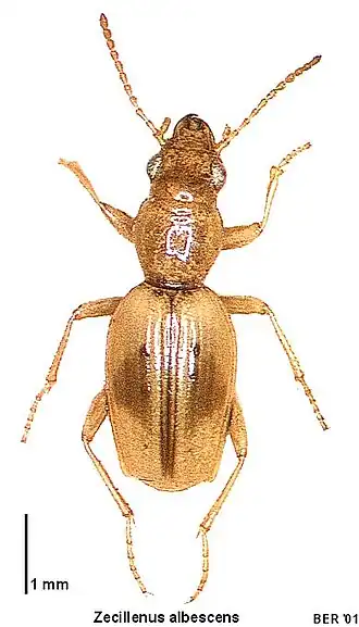 Zecillenus albescens