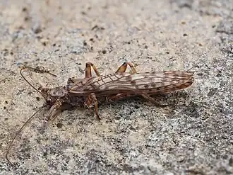 Zelandoperla agnetis