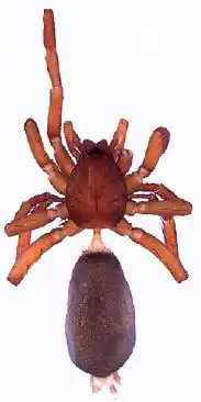 Zelotibia angelica