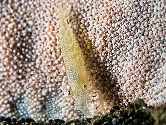 Zenopontonia noverca