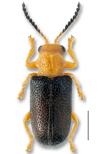 Zeugophora scutellaris