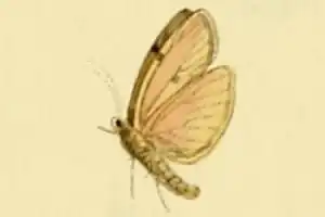 Eilema bipuncta