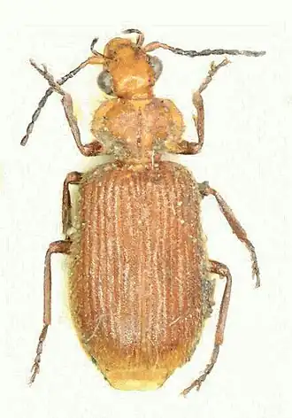 Dasiosoma ivorense