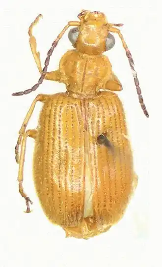 Dasiosoma sudanicum