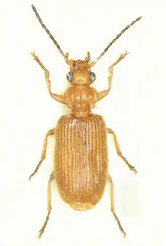Dasiosoma testaceum