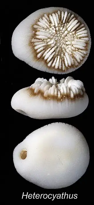 Heterocyathus aequicostatus