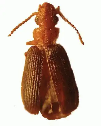 Macrocheilus bicolor