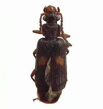 Macrocheilus quadratus