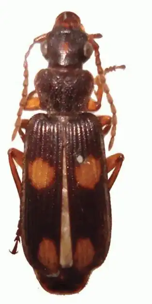 Macrocheilus tripustulatus