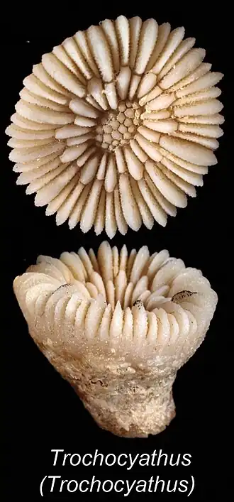 Trochocyathus (Trochocyathus) efateensis