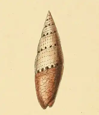 Mitrella ocellata