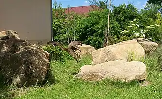 Een roodgezichtmaki bij het Madagaskar-huis