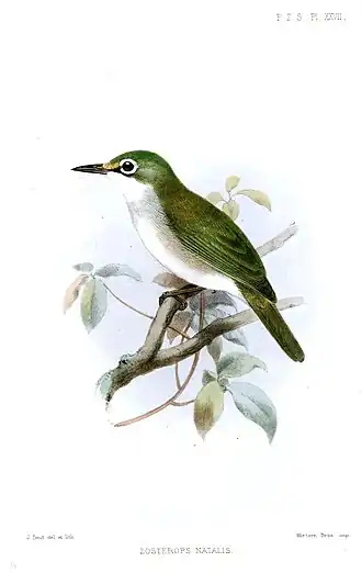 Christmas-Islandbrilvogel