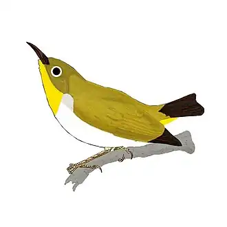 Sulawesibrilvogel