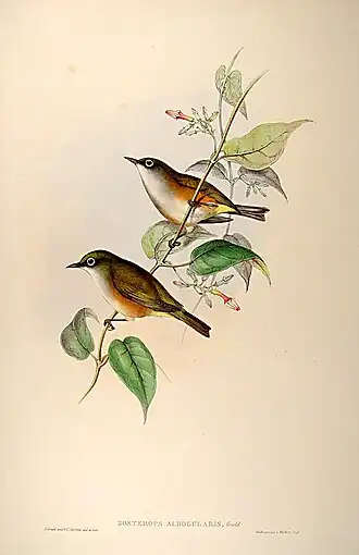 Norfolkbrilvogel
