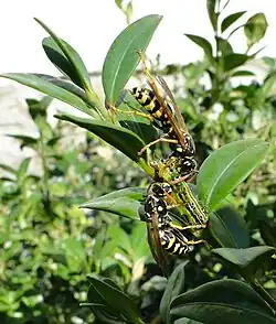 Veldwespen eten van een rups