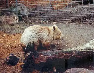 Zuidelijke breedneuswombat