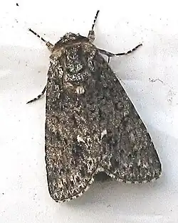 Imago
