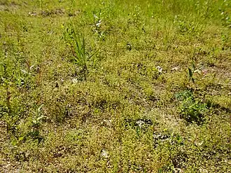 Dwergbiezen-verbond met o.a. dwergvlas