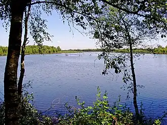 Kokmeeuwenplas in het Zwillbrocker Venn