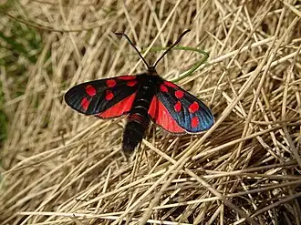 Zygaena anthyllidis