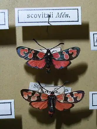 Zygaena fraxini